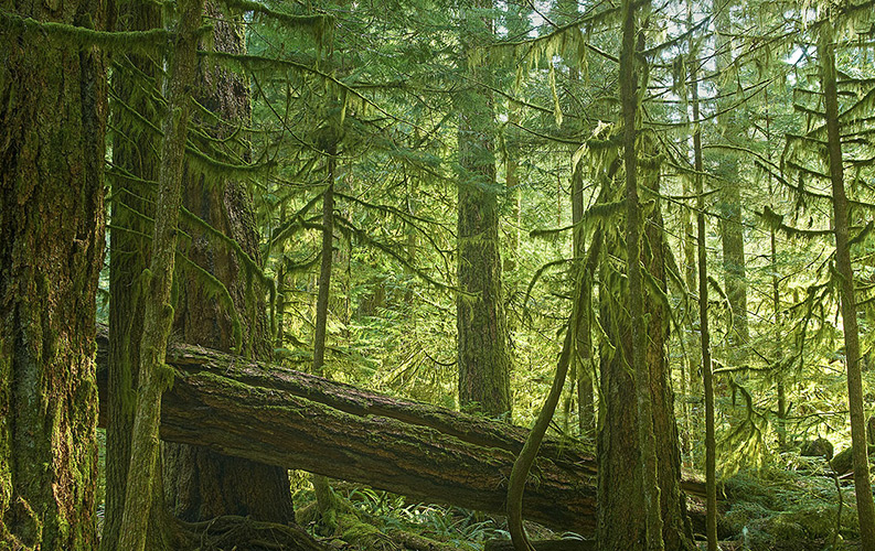 Vancouver Headshot Landscape Photography 13
